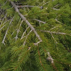 Хвойные опилки оптом в Ейске купить - оперативная доставка по всей России