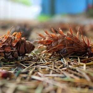 Хвойные опилки оптом в Ейске от завода-производителя Лигнум Ресурс