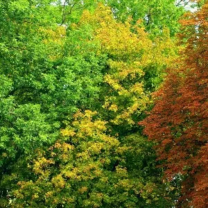 Лиственные опилки оптом в Ейске купить - оперативная доставка по всей России