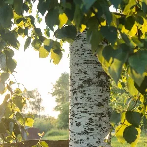 Опилки березовые оптом в Ейске купить - оперативная доставка по всей России