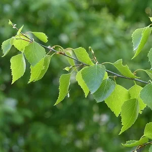 Опилки березовые оптом в Ейске от завода-производителя Лигнум Ресурс