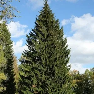 Еловые опилки оптом в Ейске купить - оперативная доставка по всей России