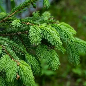 Еловые опилки оптом в Ейске от завода-производителя Лигнум Ресурс