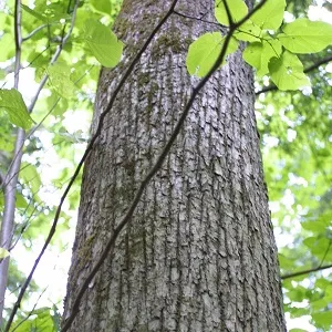 Опилки липовые оптом в Ейске купить - оперативная доставка по всей России