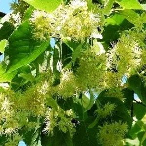 Опилки липовые оптом в Ейске от завода-производителя Лигнум Ресурс