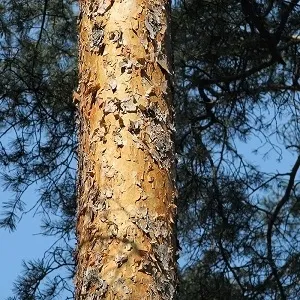 Сосновые опилки оптом в Ейске купить - оперативная доставка по всей России