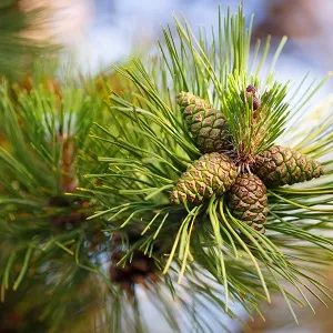 Сосновые опилки оптом в Ейске от завода-производителя Лигнум Ресурс