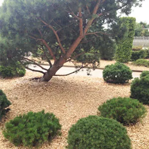 Хвойная щепа оптом в Ейске купить - оперативная доставка по всей России